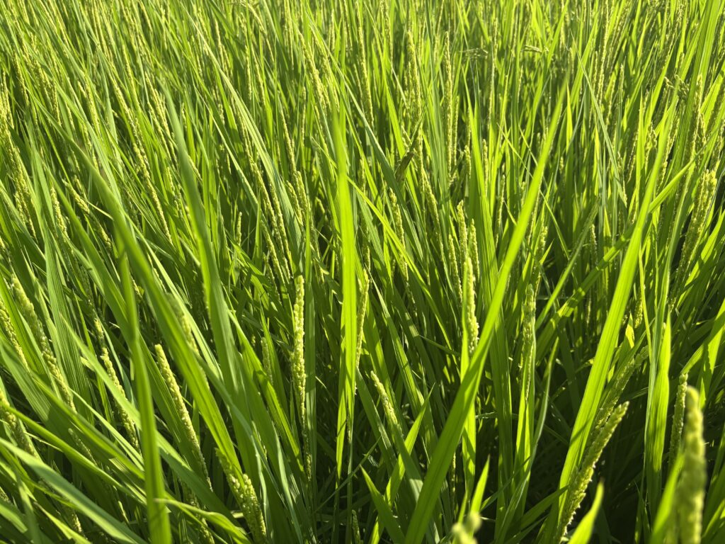 7.31 稲と殿様バッタ