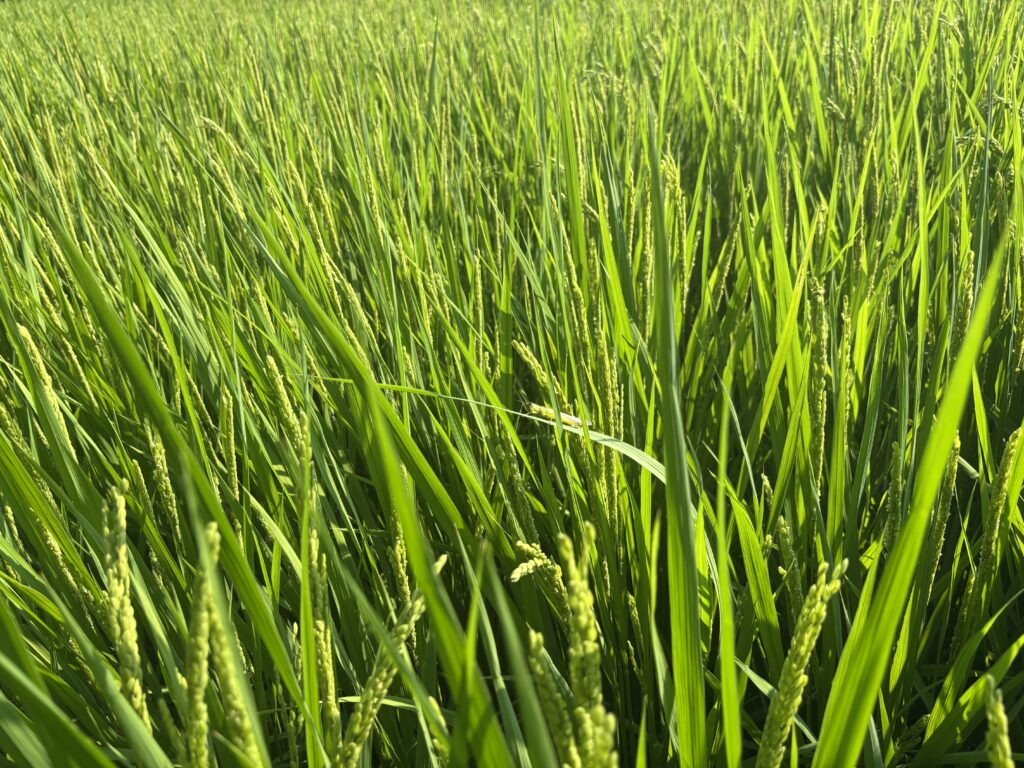 7.31 稲バッタバッタ