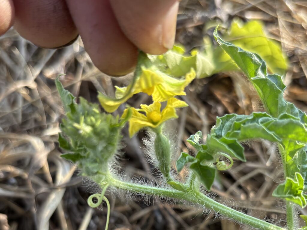 8.1 スイカの人工授粉