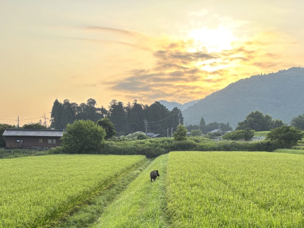 8.1 早朝、イノシシが、ビックリ！