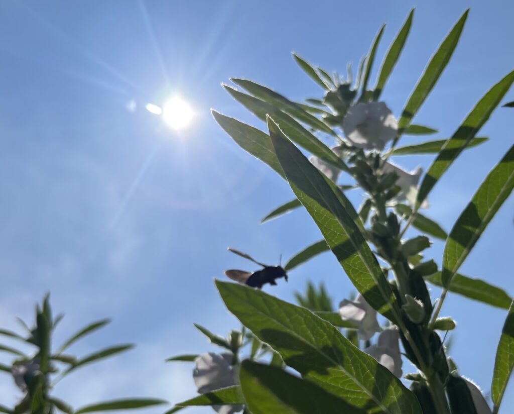 8.4 太陽と蜂と花
