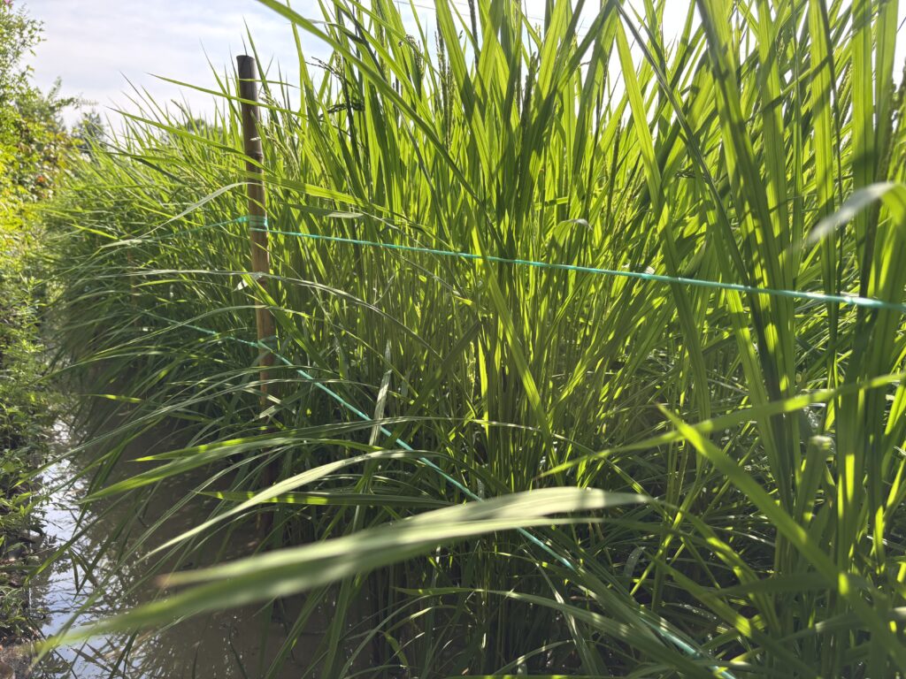 8.4 昨日の風雨で稲穂が倒れそうだったので起しました