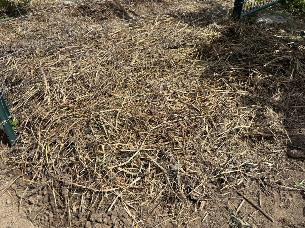 8.6 人参の種を蒔きました