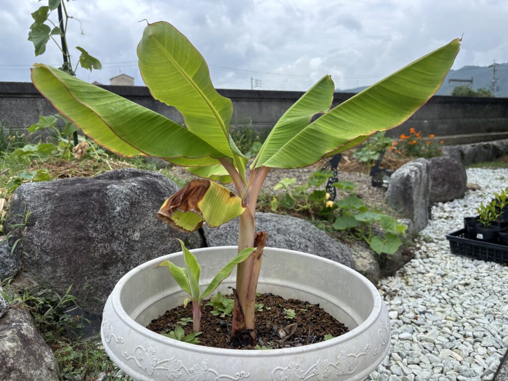 8.7 バナナの親子（後で、株分けして別の鉢に移植しました）