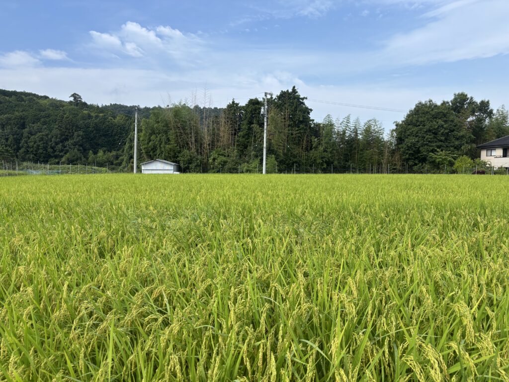 8.9 田圃の風景