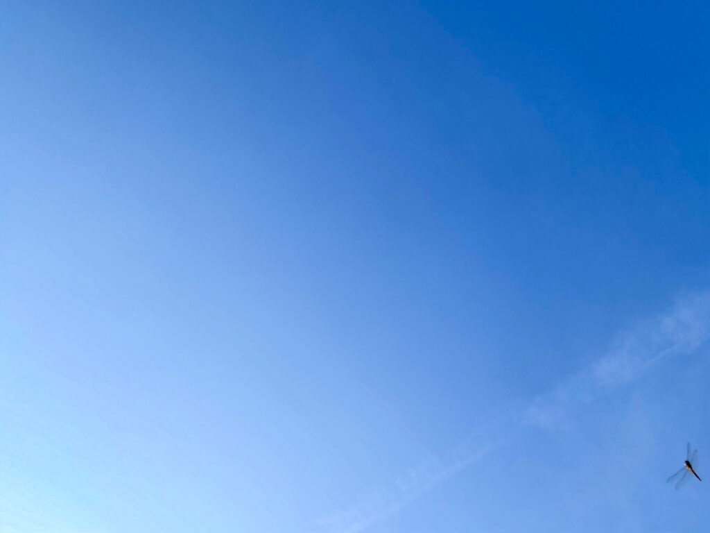 8.15 トンボが行ったり来たり