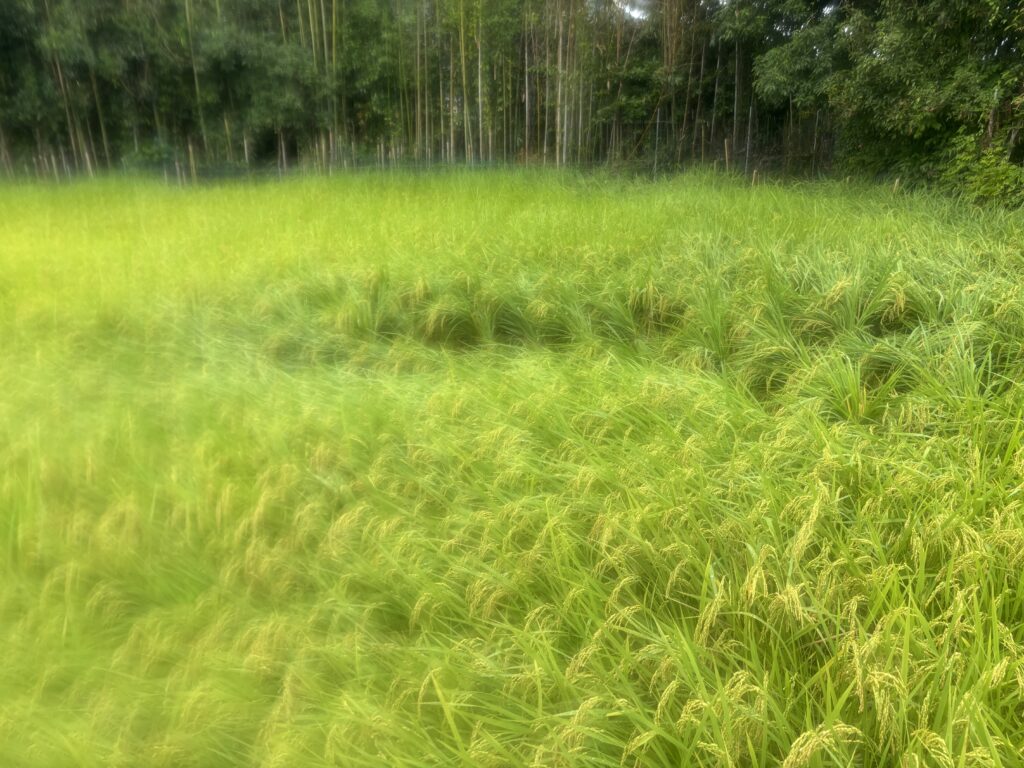 8.16 稲が倒れそうなので、4株ずつ麻紐でくくりました