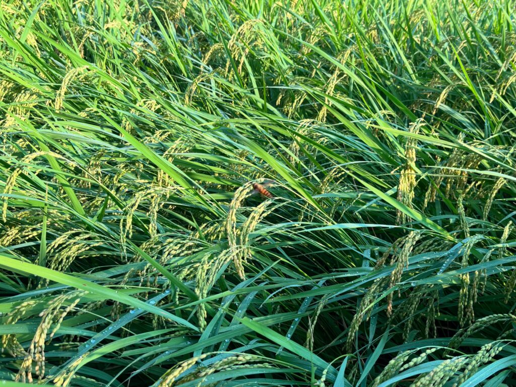 8.17 稲の上を鉢が停滞中