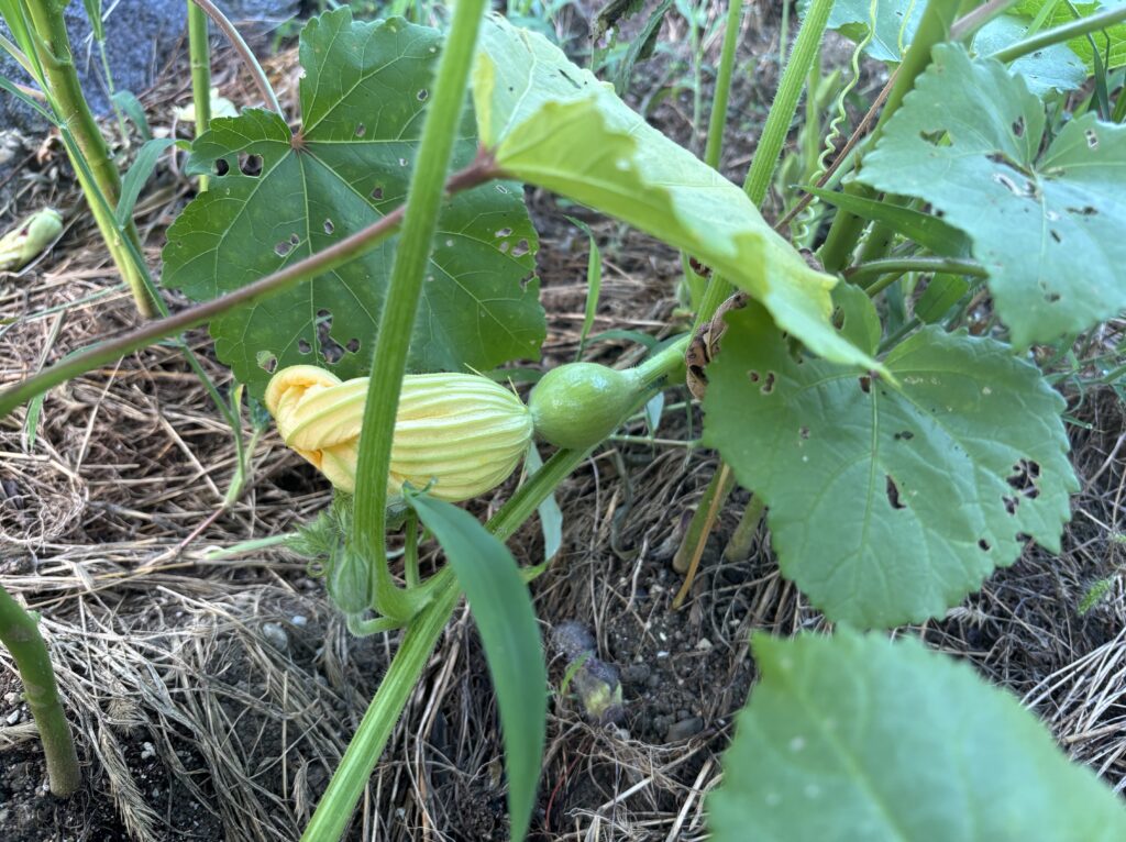 8.17 カボチャの実