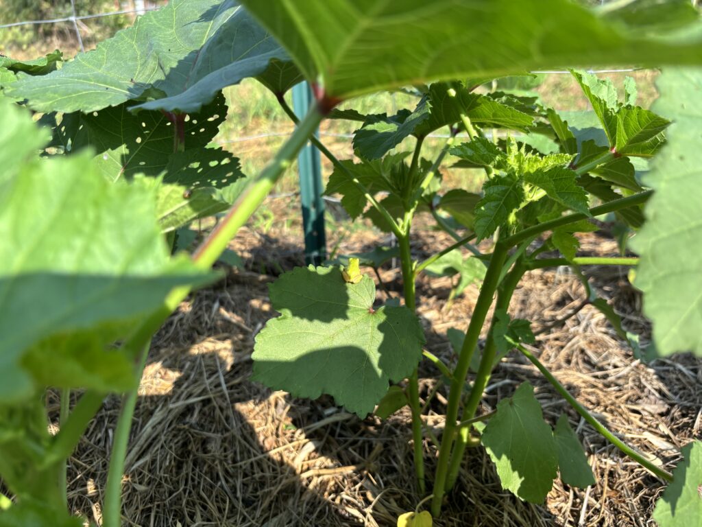 8.17 オクラの葉の上のカエル