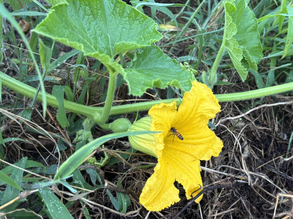 8.19 カボチャの花に蜂がお仕事