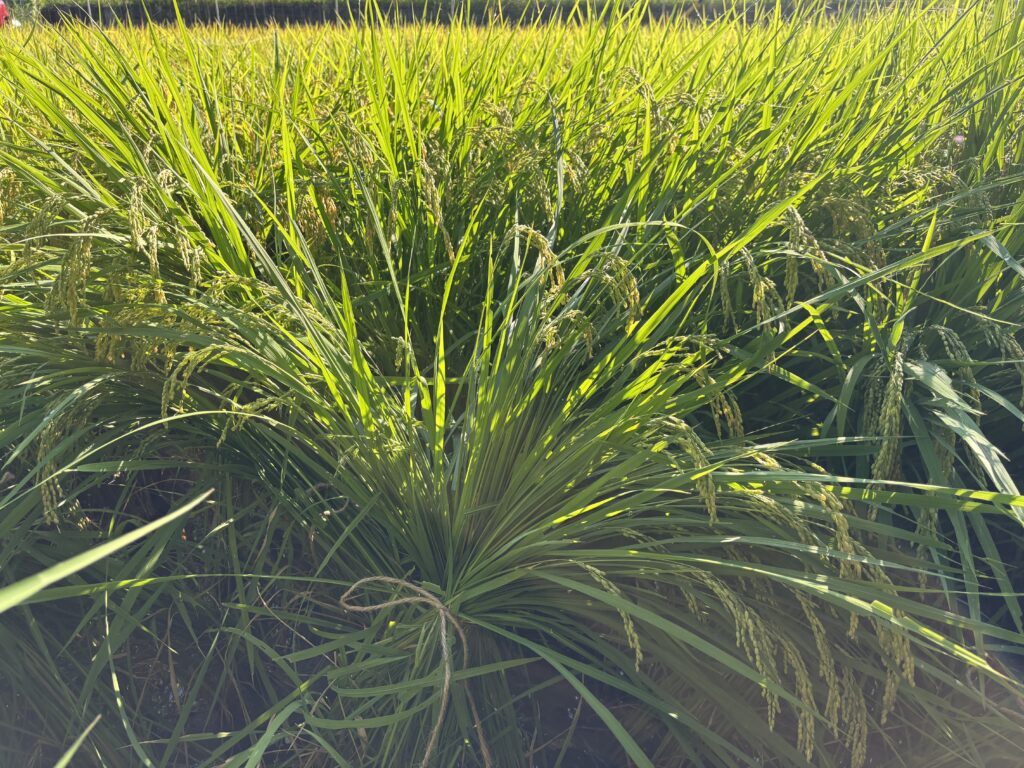 8.20 稲穂が垂れてきて、田の水に浸からないように４株ずつ麻紐で括りました