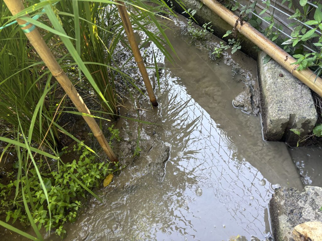 8.20 田圃の水を落としました