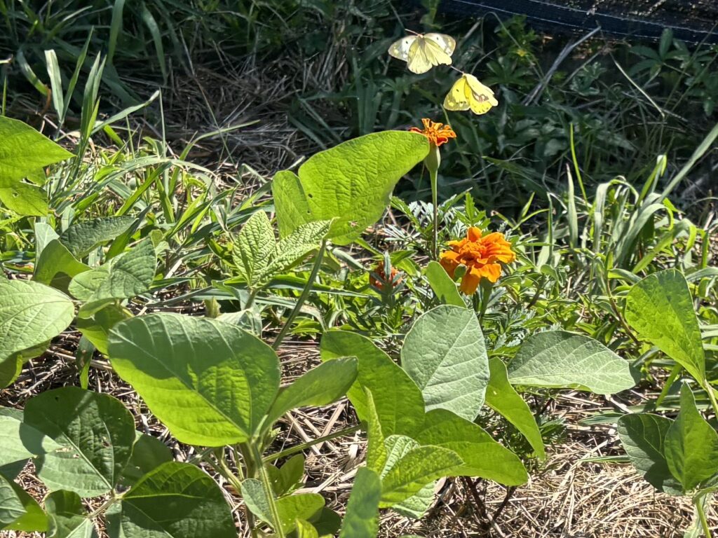 8.21 モンシロチョウとモンキチョウは仲良し