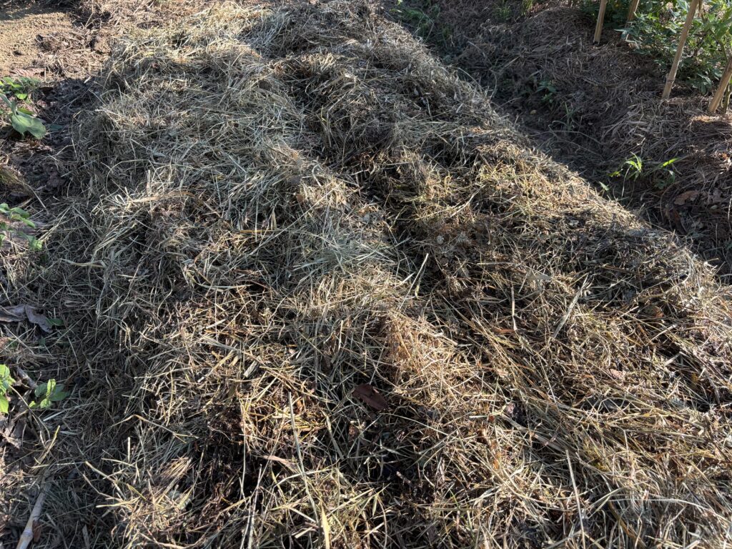 8.21 ゴボウの種の蒔き直しをしました