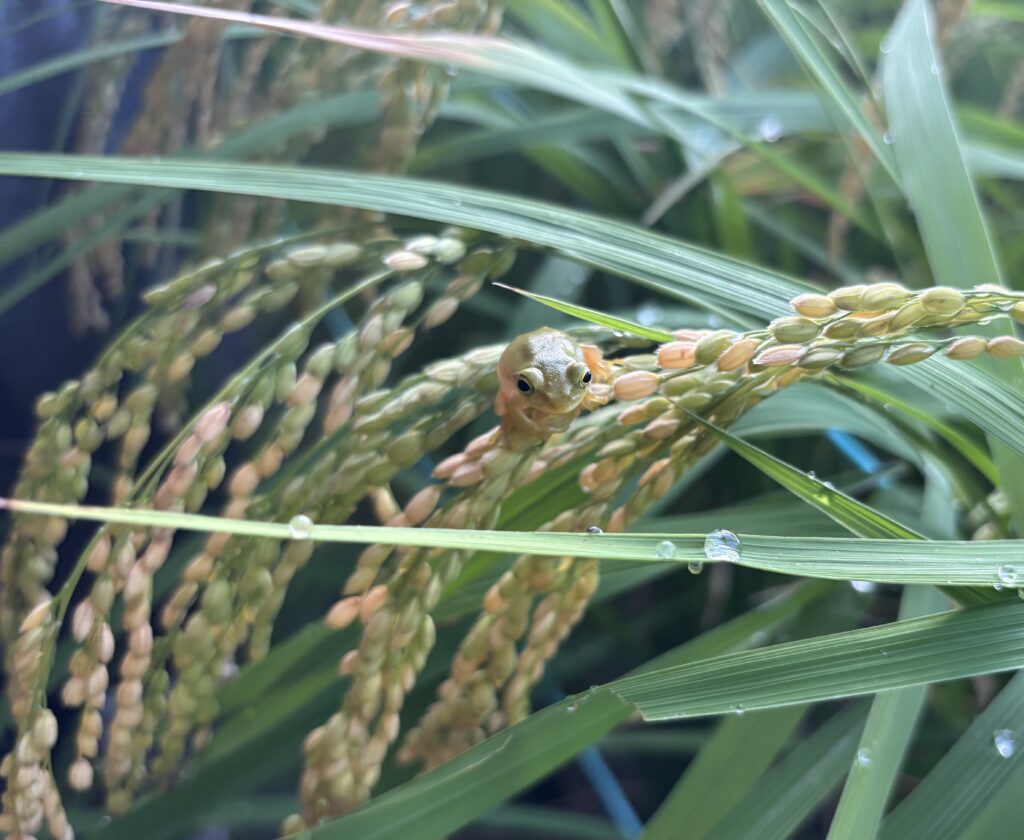 8.22 稲穂にカエル