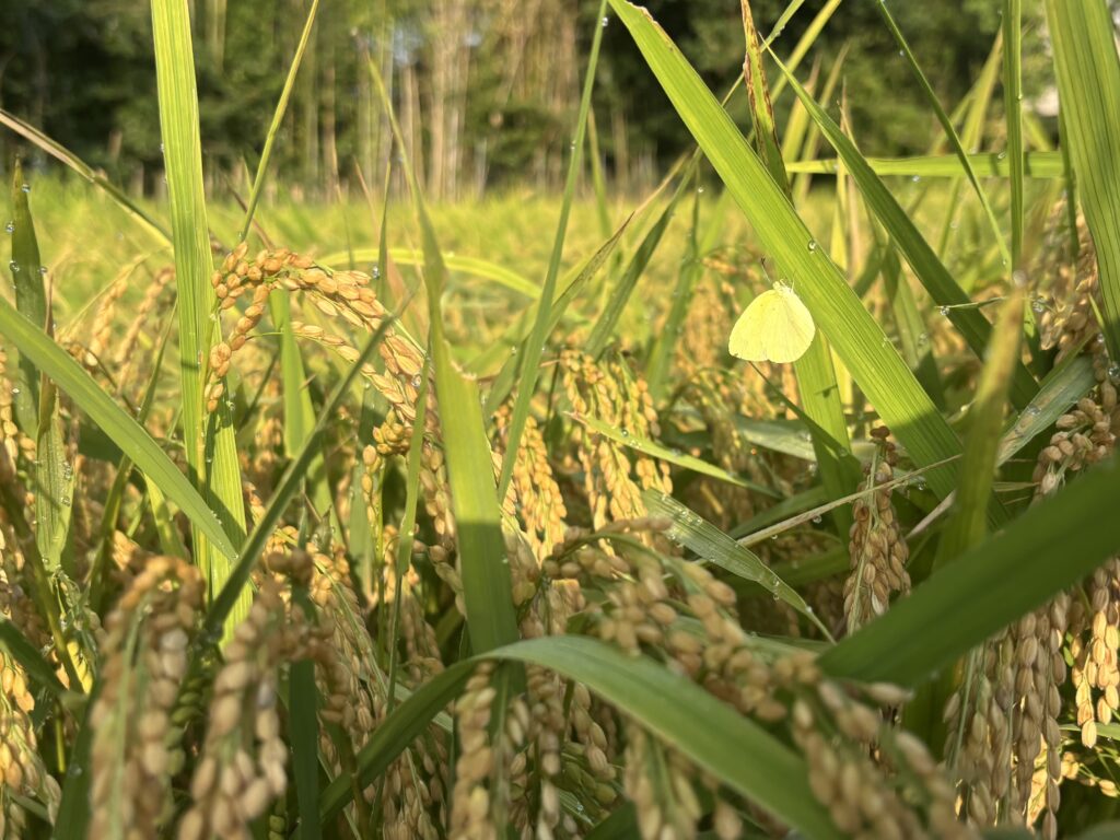8.23 モンキチョウ