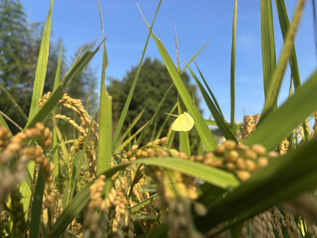 8.23 モンキチョウ