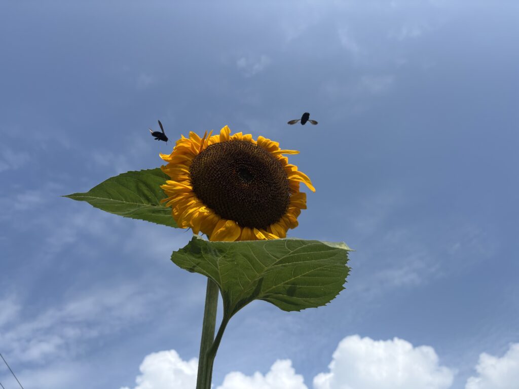 8.25 ヒマワリに集まる蜂たち