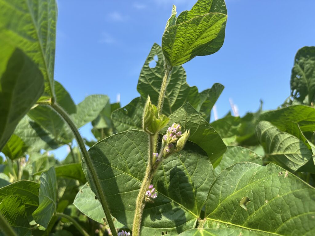 8.26 大豆の紫の花
