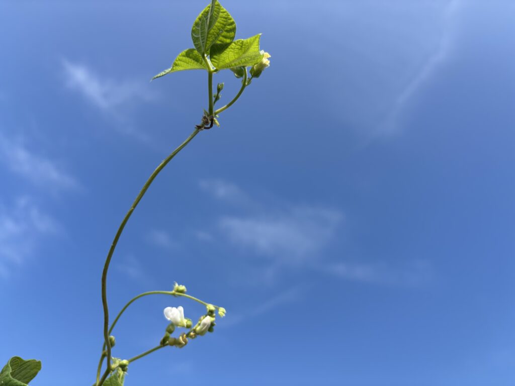 8.26 インゲンの白い花