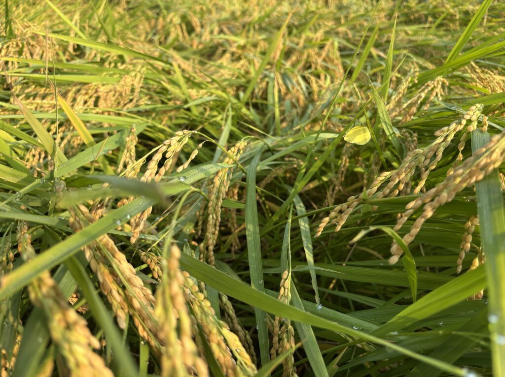 8.27 稲穂