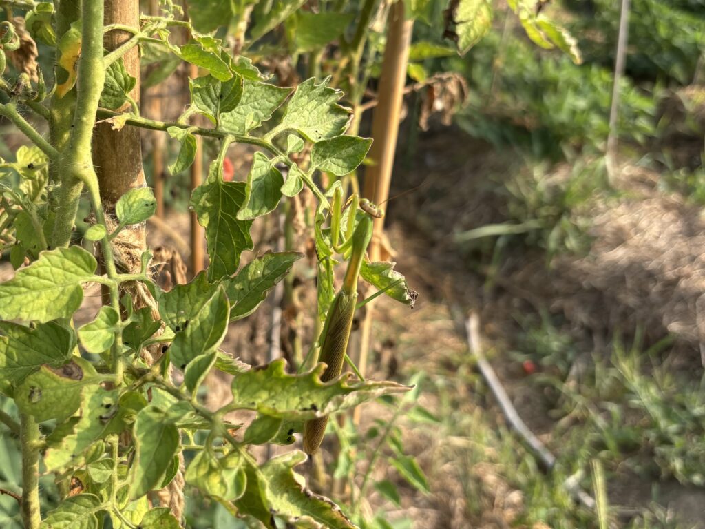 8.27 カマキリが見ています