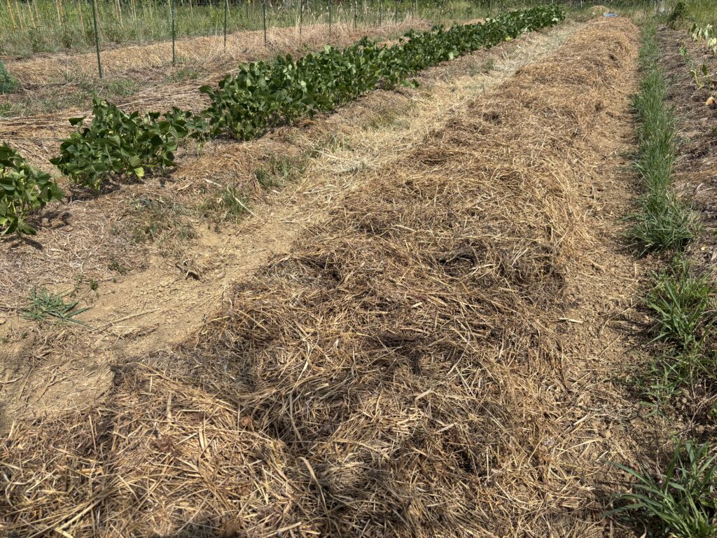 8.30 ジャガイモを植えました