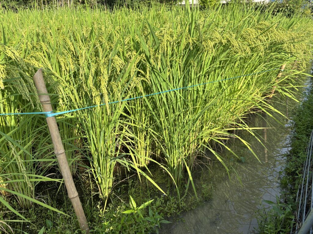 8.5 正面の稲も垂れてきて田圃の水面に浸かりそうになっていたので紐で起しました
