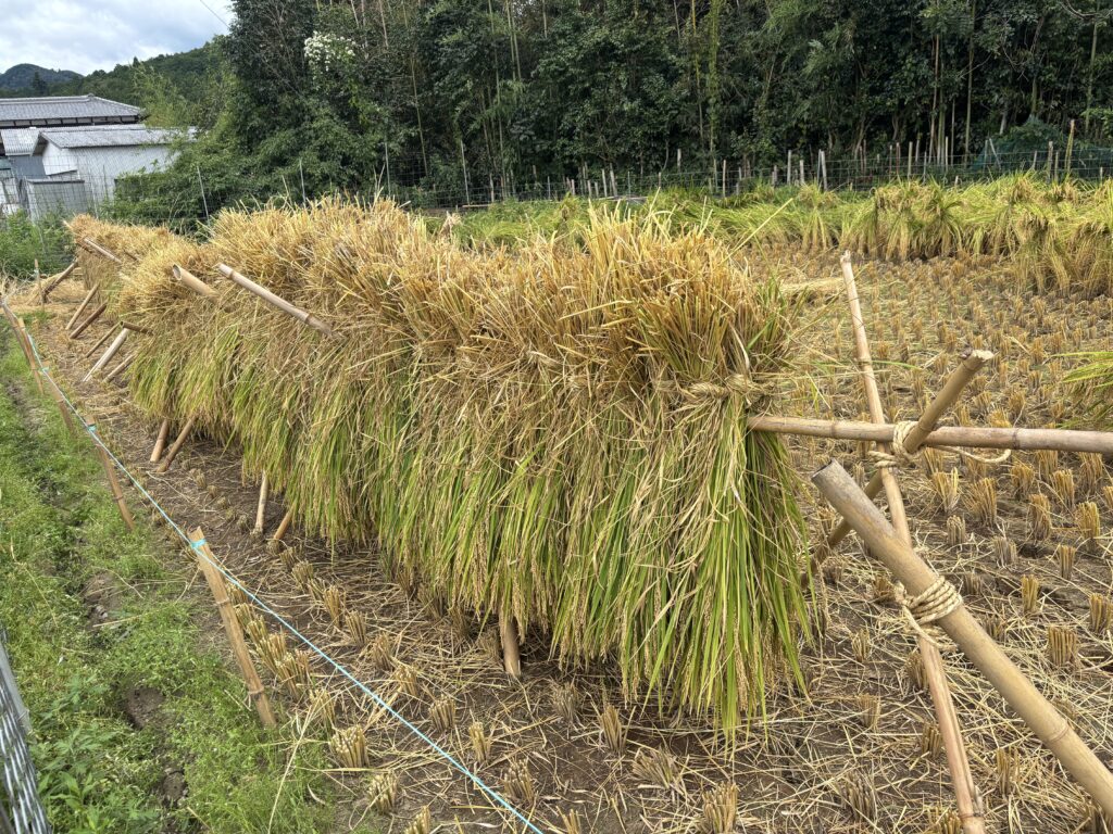 9.4 稲刈りとはざかけ