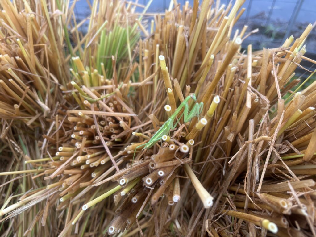 9.5 今日は雨、はざかけの稲のうえにカマキリがいます