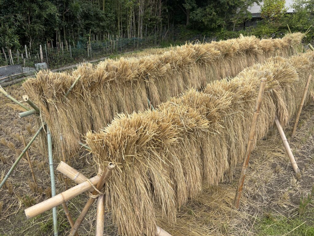 9.8 稲刈りが終了しました