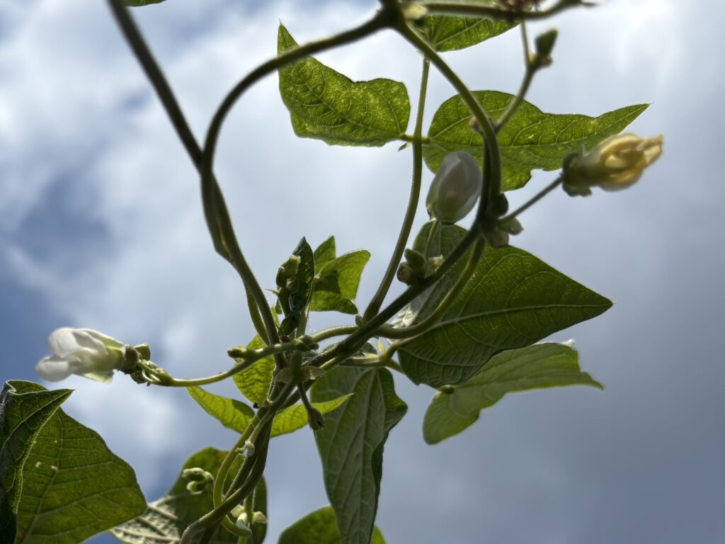 9.8 インゲンの花