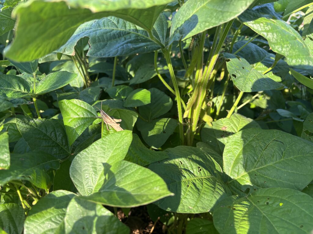 9.12 黒豆の小さい莢