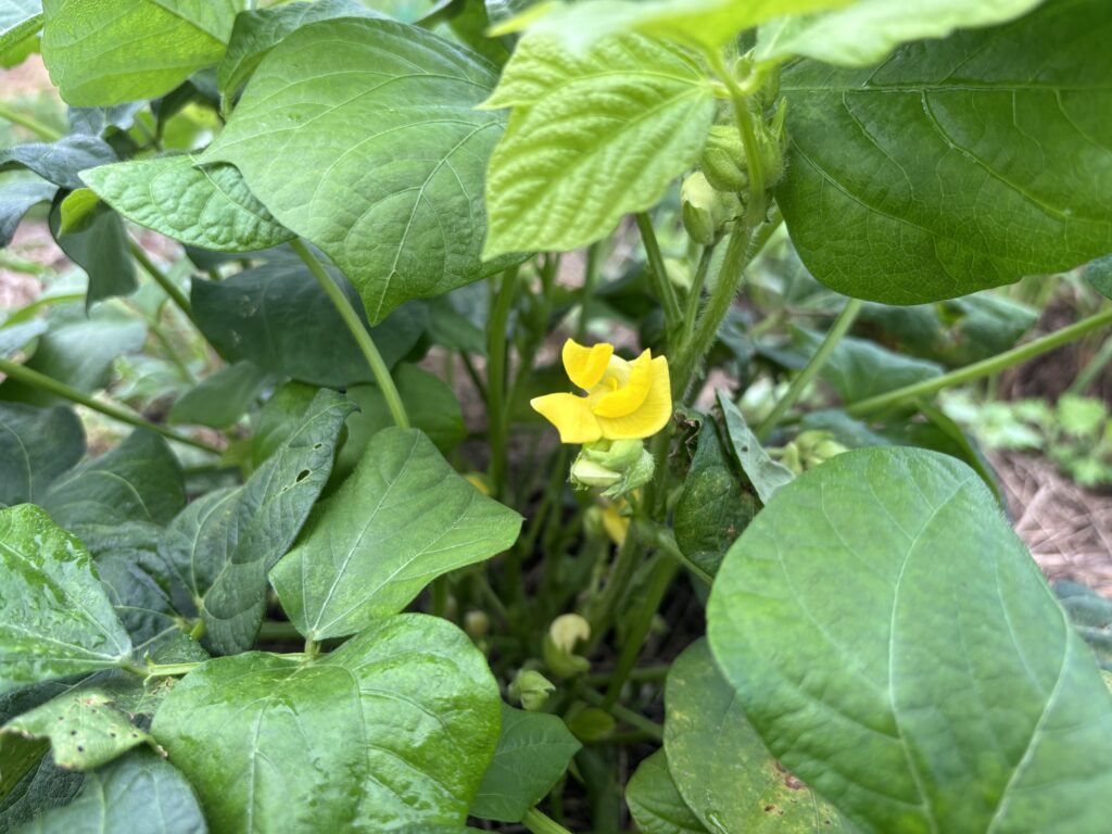 9.14 小豆の黄色い花