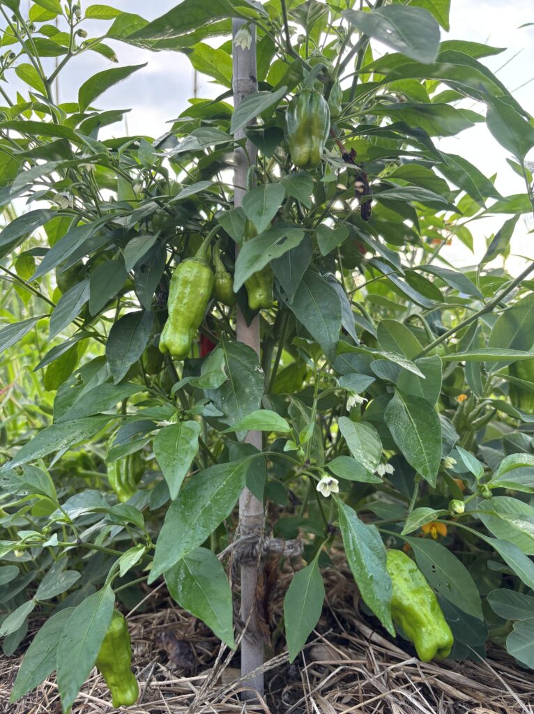 9-15 ピーマンが大きくなりました