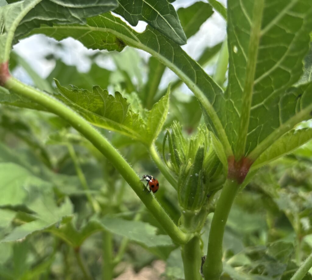 9.17 オクラとテントウ虫