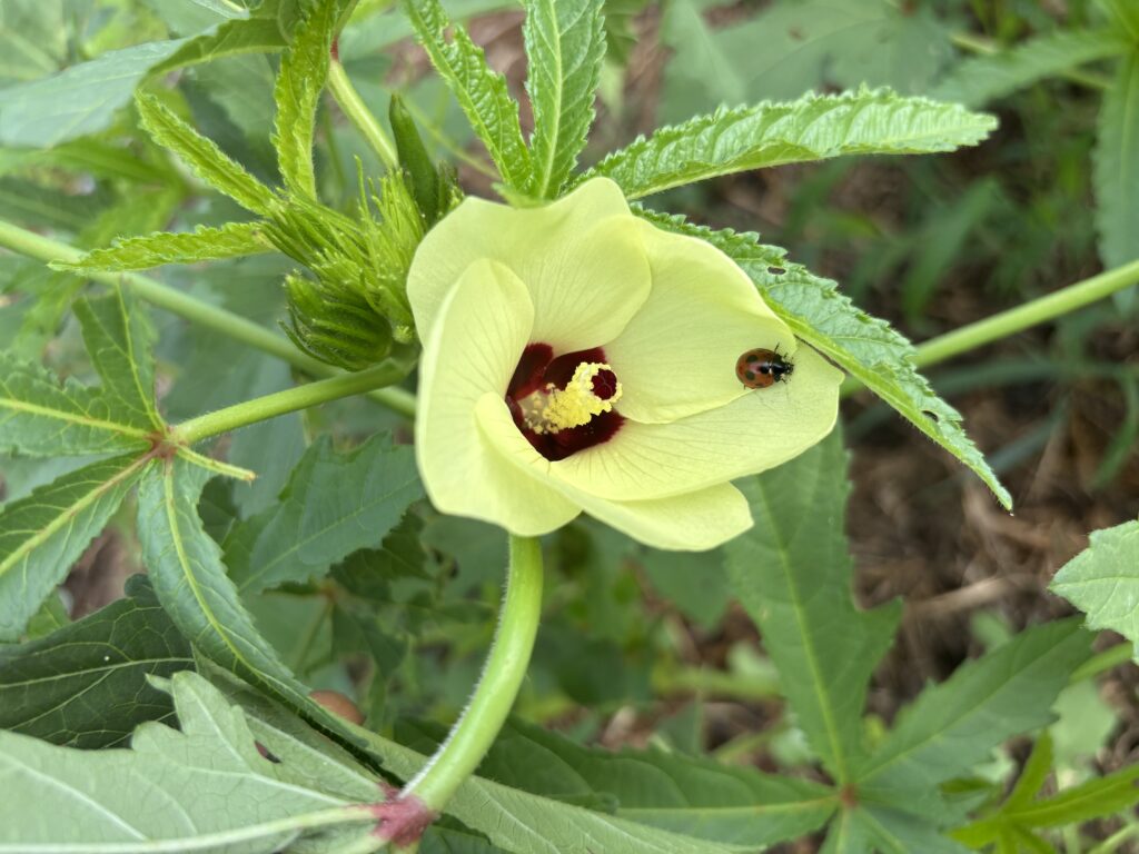 9.19 黄色い花にナナホシ