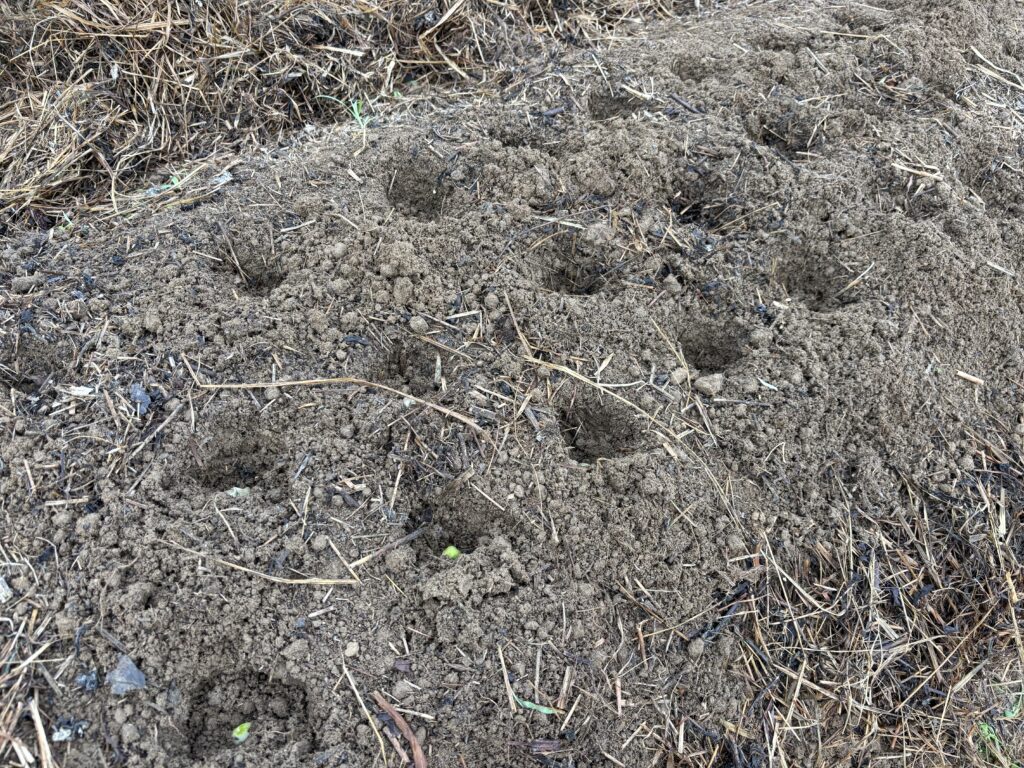 9.19 ニンニクの畝