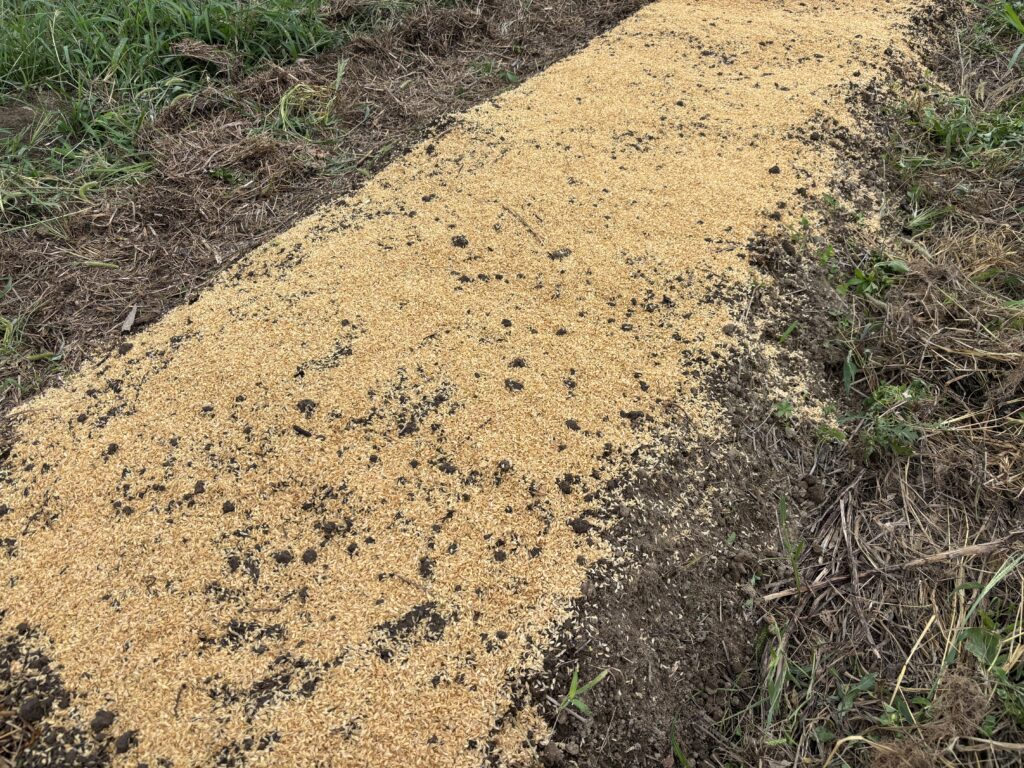 9.20 春菊の種をばらまき