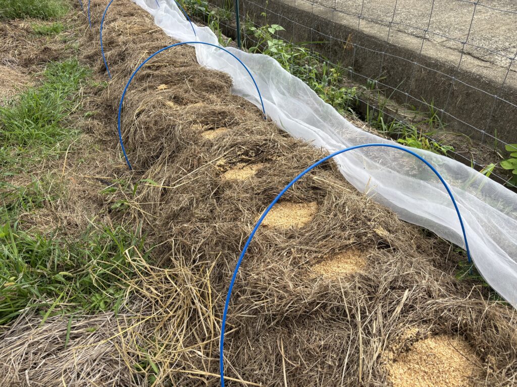 9.20 キャベツの種を蒔きました