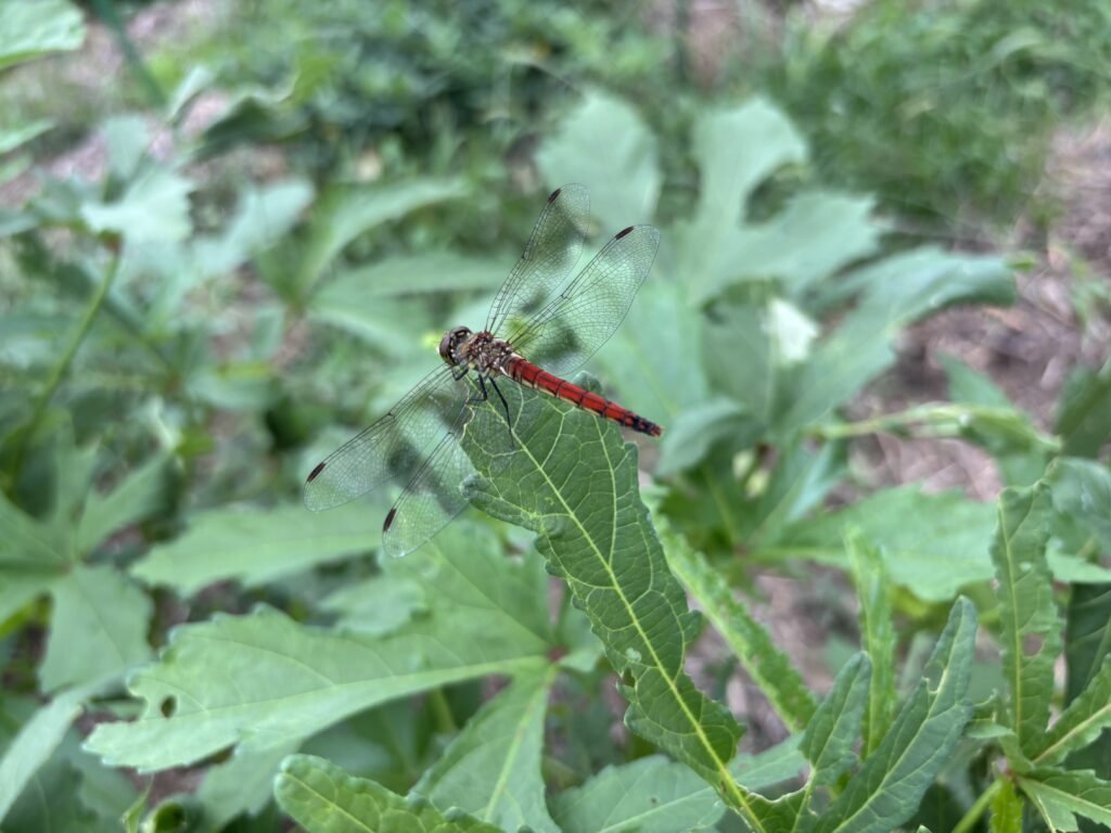 9.20 赤とんぼ、秋の気配