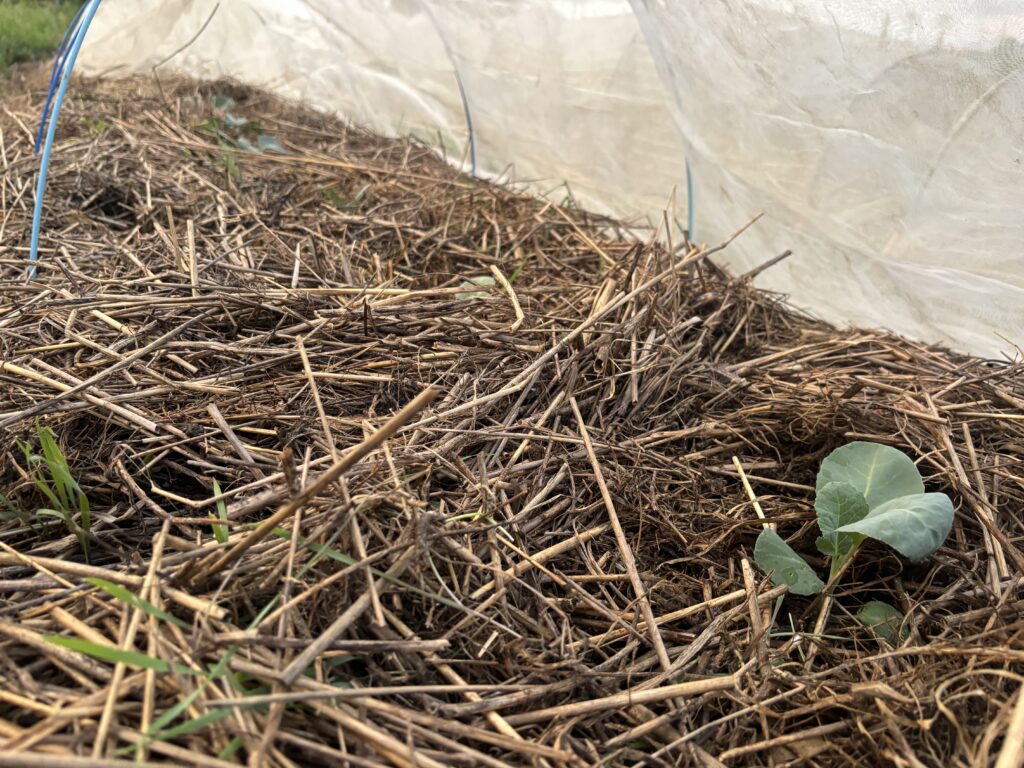 9.21 カリフラワーを定植しました