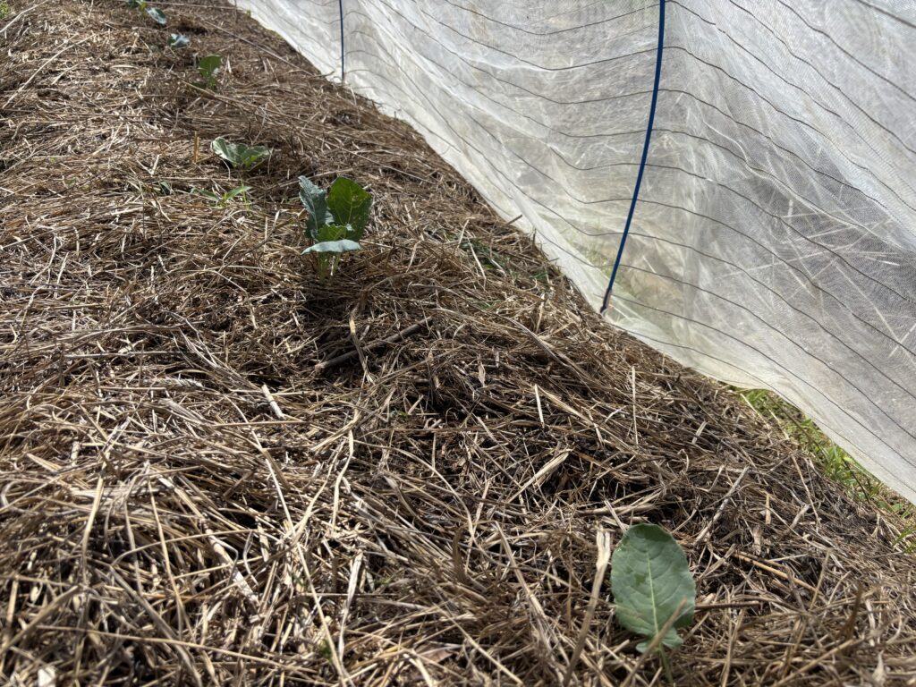 9.21 芽キャベツを定植しました