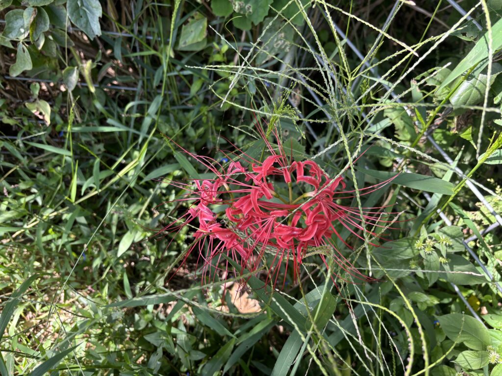 9.22 彼岸花が1輪、凛と咲いていました。きれいです