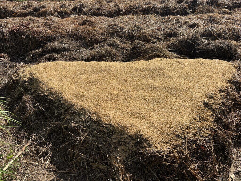 9.22 ほうれん草の種をばら蒔きしました