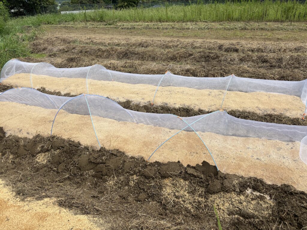 9.23 ミニ白菜と野崎中生の種を蒔きました