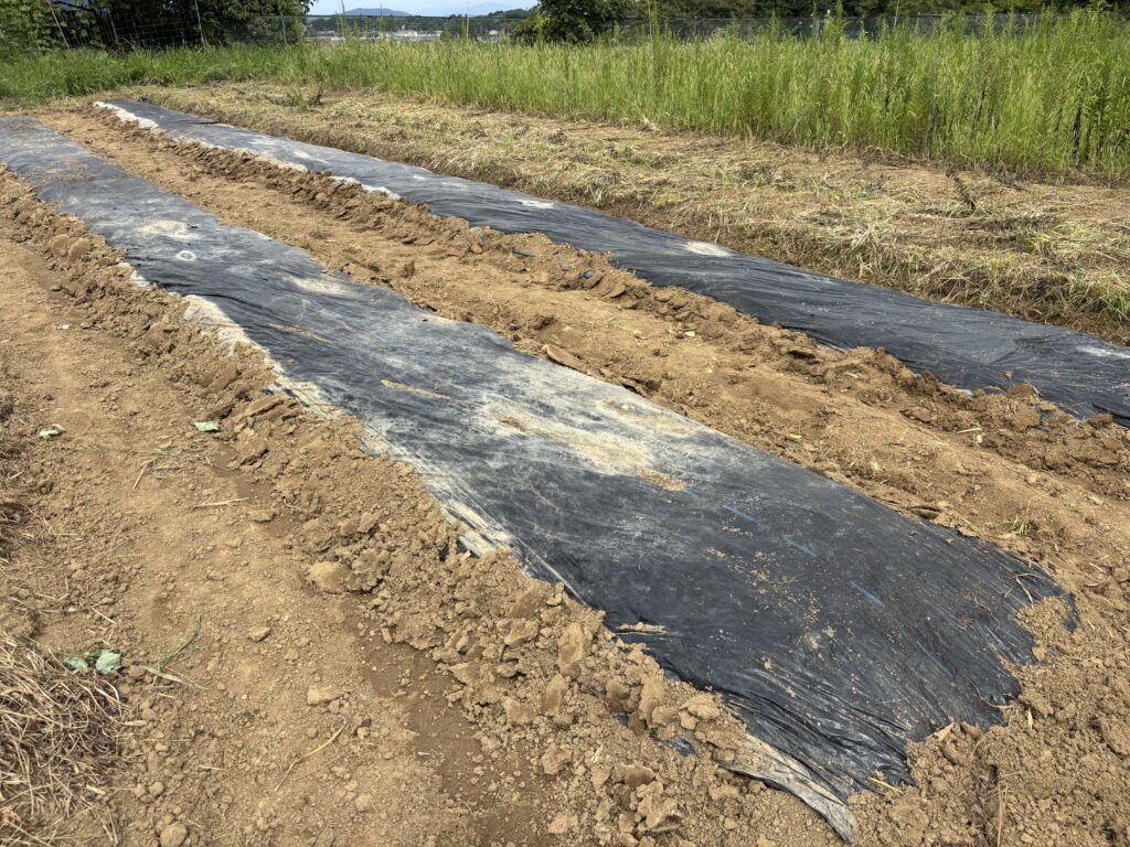 9.24 玉葱の畝を作りました