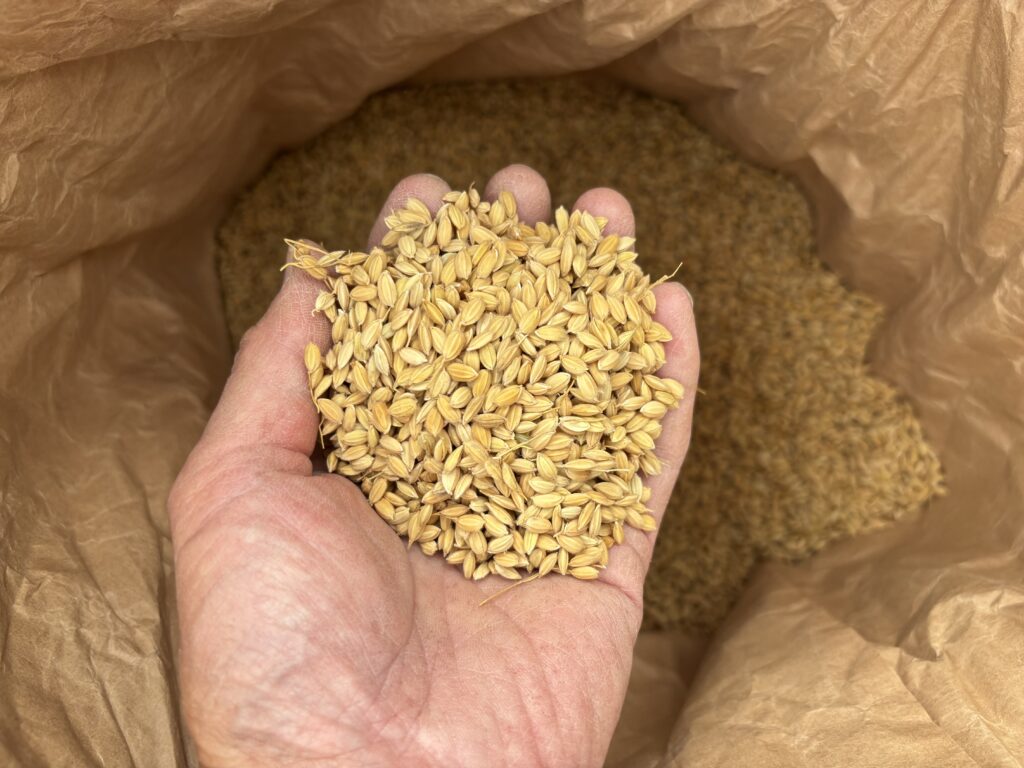 9.25 脱穀しました