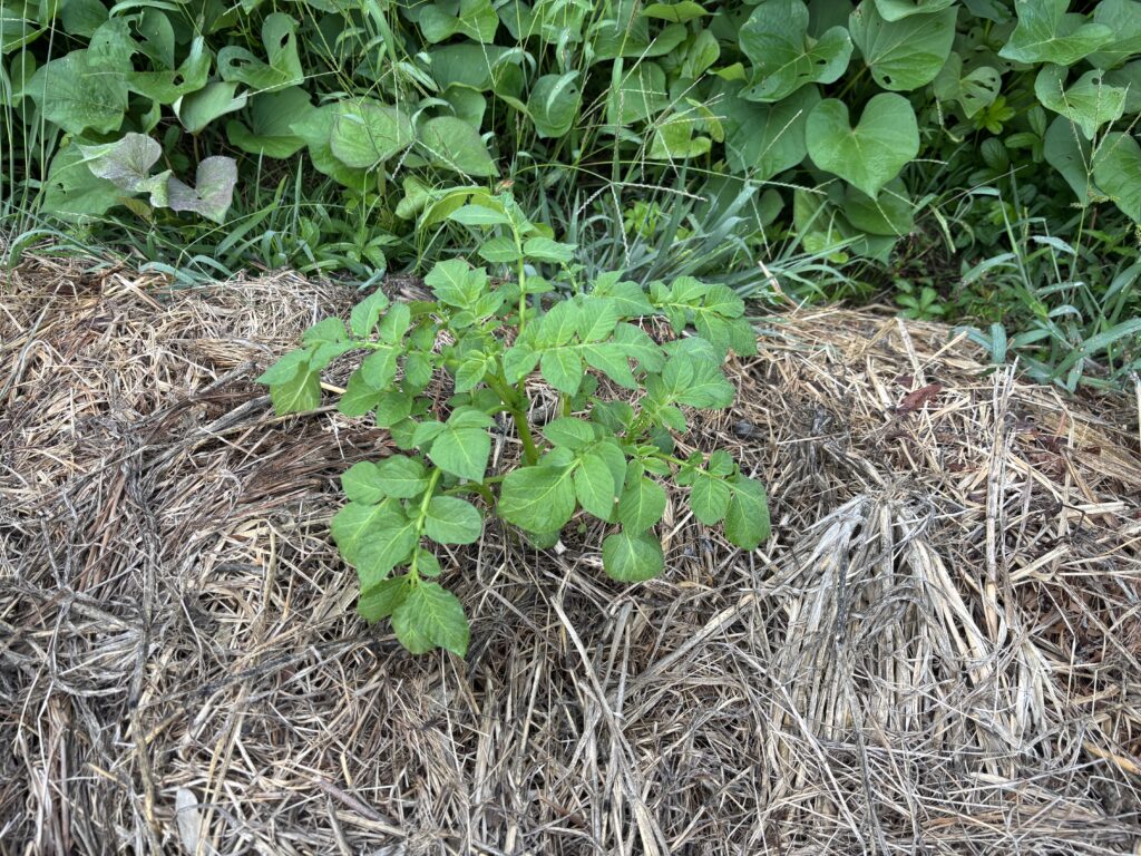 9.26 ジャガイモが出てきました